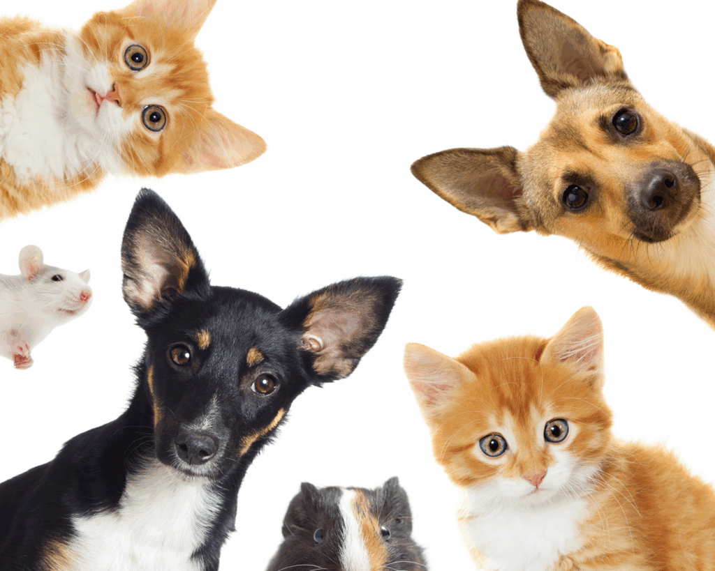 hypoallergenic pets