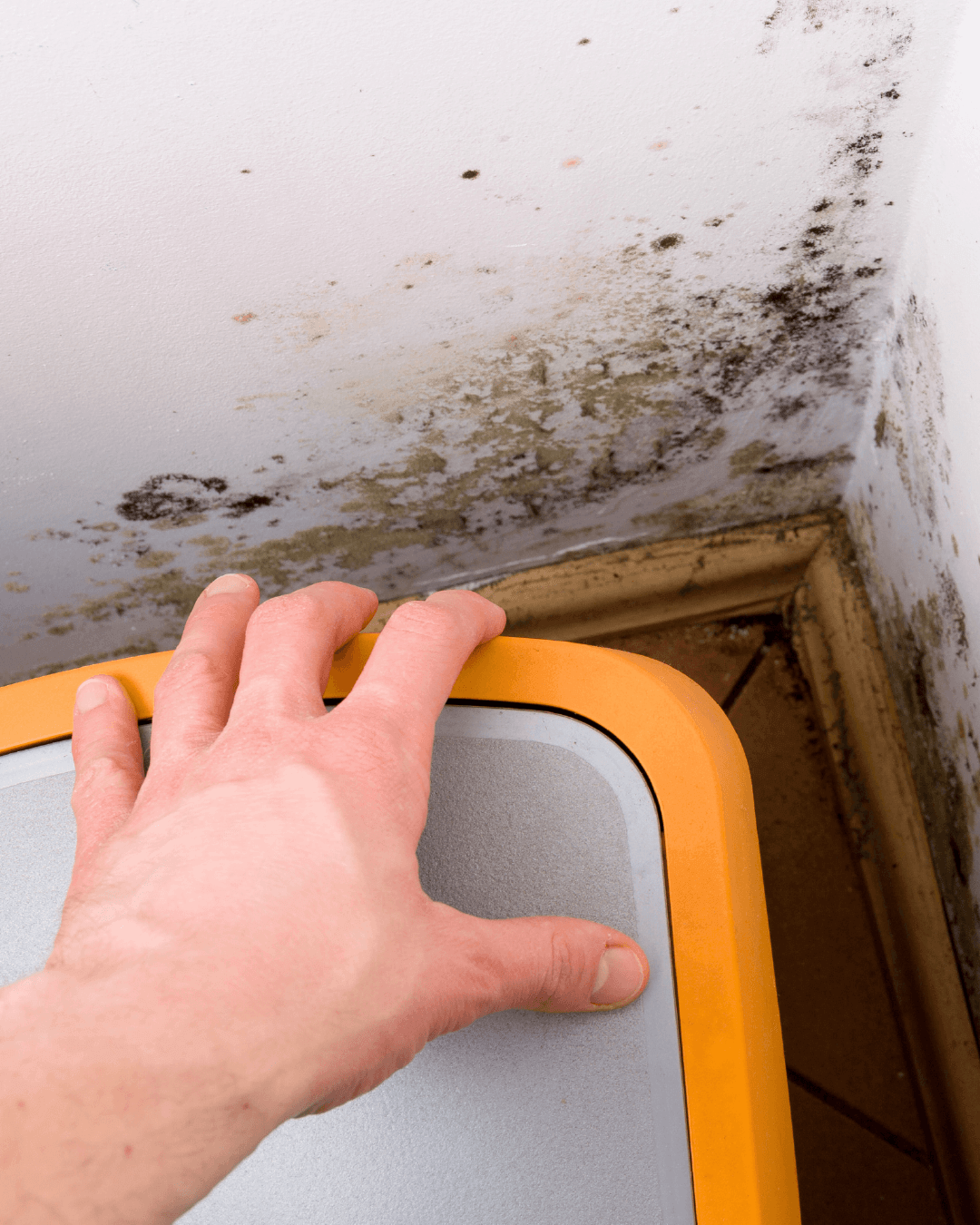 What the Mold Index measures
