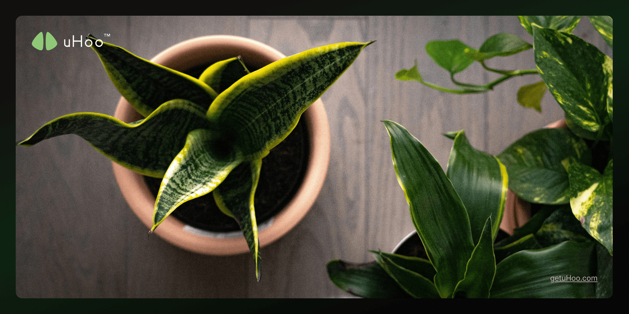 10 Best Plants For A Better Indoor Air Quality